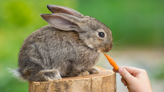 Pet Rabbits